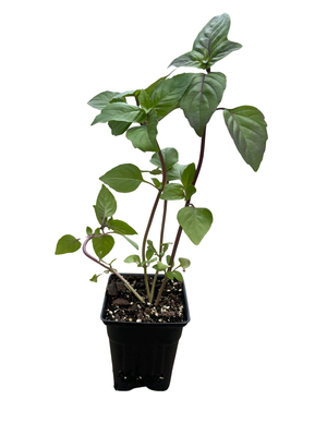 Cinnamon Basil Herb - Ocimum basilicum - 3" Pot