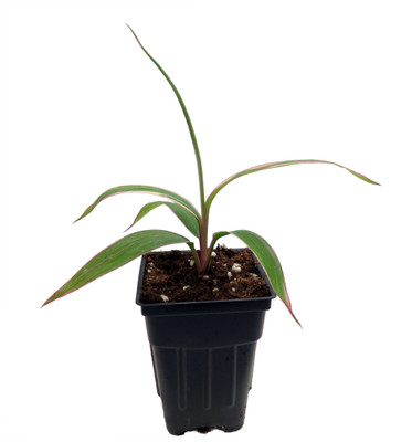 Pink Diamond- Cordyline - 2.5" Pot