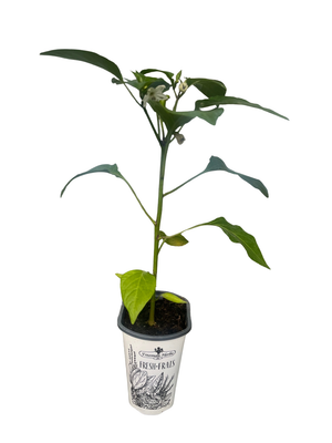 Hot Banana Pepper Plant - Capsicum annuum - 4" Pot