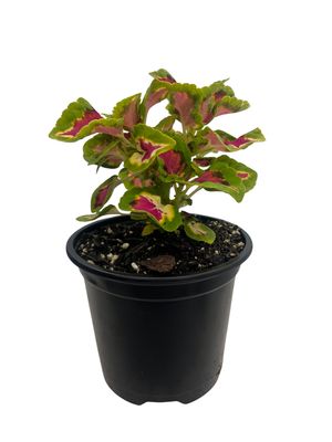 Volcanica - French Quarter Coleus - Live Plant - 4" Pot