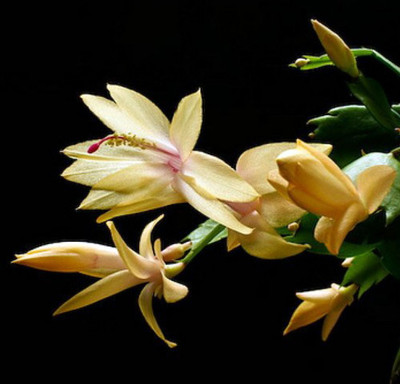 Vida Thor Christmas Cactus Plant - Zygocactus - 2" Pot