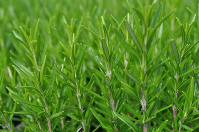 Barbecue Rosemary Plant - 3" Pot - Rosmarinus o. Barbecue