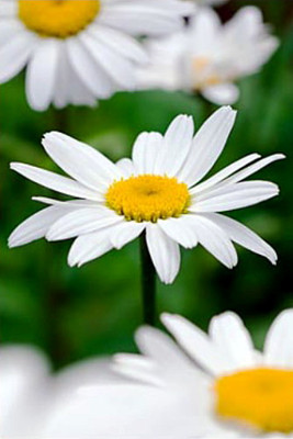 Snowcap Shasta Daisy - Leucanthemum - Gallon Pot - Live Plant