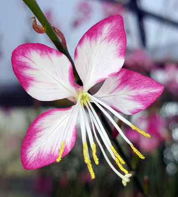 Rosy Jane Whirling Butterflies Perennial - Quart Pot - Gaura - Live Plant