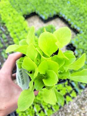 Reno Salad Lettuce - 3" Pot - Lactuca sativa Reno