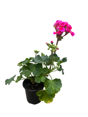 Grower's Choice Geranium - Pelargonium - 4" Pot - Grow Indoors or Out
