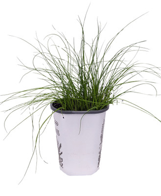 Chives - Hardy Perennial - Allium schoenoprasum - Live Plant - 3" Pot