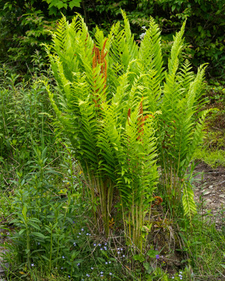 Hardy Cinnamon Fern - Gallon Pot - Osmunda cinnamomea