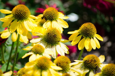 Sombrero Lemon Yellow Coneflower - Echinacea - Perennial - Gallon Pot