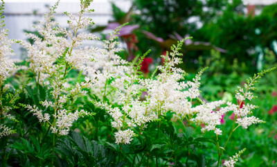 Visions in White Astilbe - Shade Perennial - Gallon Pot