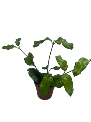 Hoya Villosa - Globulosa - Live Plant - Textured Leaves - 4" Pot