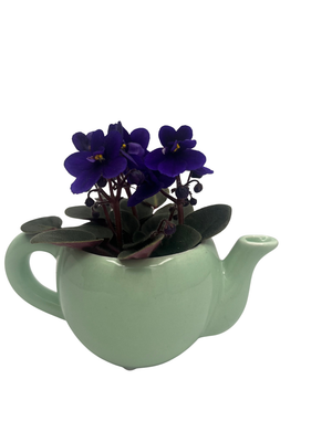 Mint Green Ceramic Teapot with Surprise Miniature African Violet - 2.5" Pot