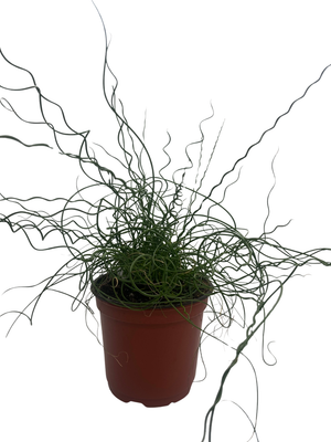 Curls of Love Plant - Juncus effusus Spiralis - 6" Pot - Grow Indoors/Out
