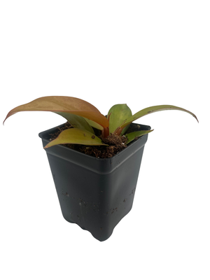 Rare Cherry Red Philodendron - Collector's Series - 2.5" Pot