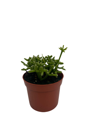 Palo Verde Mistletoe Cactus Plant - Rhipsalis - 2.5" Pot