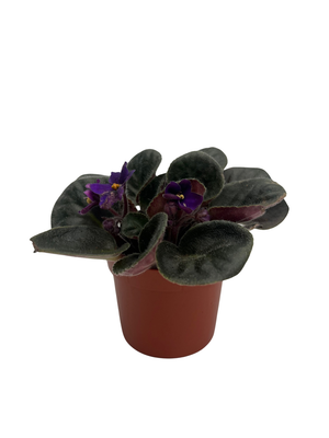 Saintpaulia Comanche - Miniature African Violet - 2.5" Pot - Violet Collector's Series