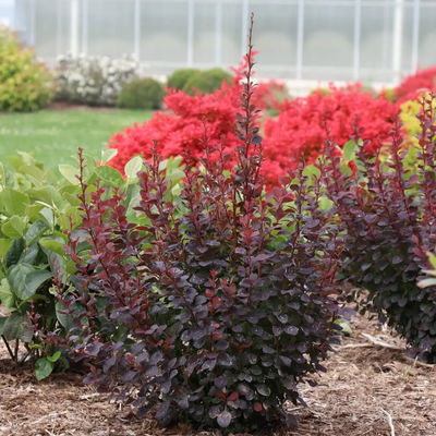 Sunjoy Plum Pillar™ Barberry - 4" pot - Berberis thunbergii