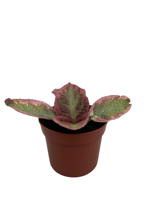 Pink Brocade Flame Violet - Episcia - 2.5" Pot