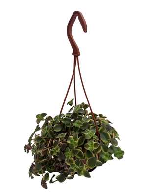Calico Kitten Succulent Plant - Crassula pellucida variegata - 4" Mini Hanging Basket