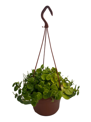 Bitcoin Chinese Money Plant - Peperomia coin - 6" Hanging Basket