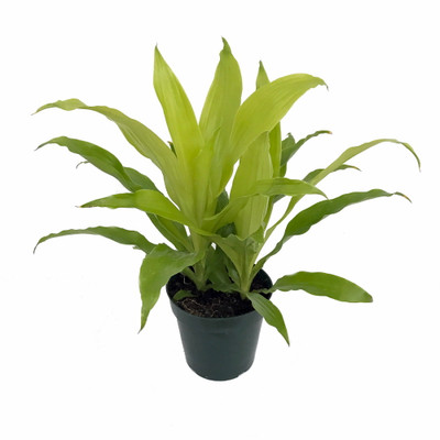 Limelight Madagascar Dragon Tree - 6" Pot - Dracaena