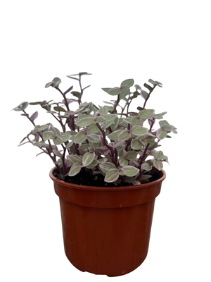 Pink Lady Turtle Vine - Callisia Repens - 4" Pot