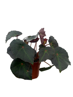 Boyfriend Begonia Plant - 4" Pot - Terrarium/Fairy Garden/Houseplant/Bonsai