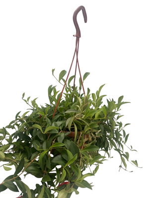 Big Apple Lipstick Plant - 6" Hanging Basket - Aeschynanthus radicans
