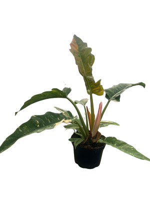 Rare and Vibrant! Ring of Fire Philodendron - 6" Pot