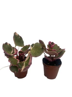 Variegated Strawberry Begonia Plants - 2 pack in 2.5" Pots - Saxifraga stolonifera