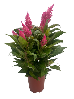 Grower's Choice Celosia - Live Plant - 4" Pot - Colorful Summer Blooms