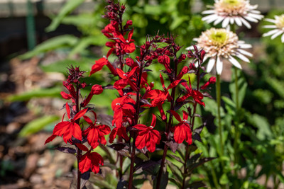 Starship Scarlet Cardinal Plant - Quart Pot - Perennial - Lobelia