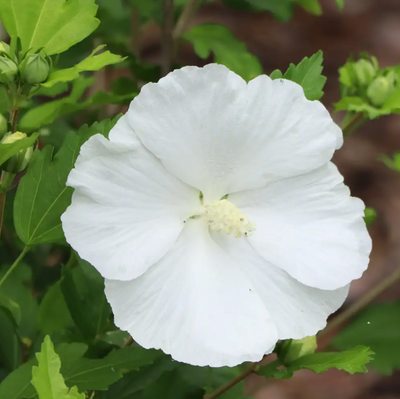 Paraplu® Pure White - Rose of Sharon - Hibiscus - 4" Pot - Proven Winners