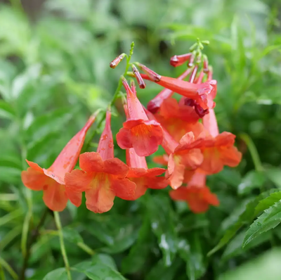 CHICKLET® Red Trumpet Bush - Tecoma stans - Proven Winners - 4" Pot