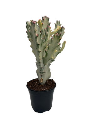Dragon's Bone- Euphorbia Lactea - 4" Pot