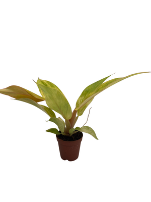 Orange Marmalade Philodendron - 2" Pot - Collector's Series