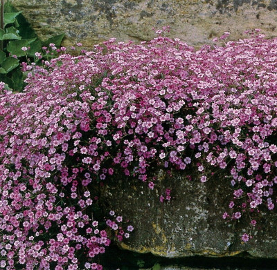 Pink Creeping Babies Breath Plant - Quart Pot - Gypsophila repens Rosea