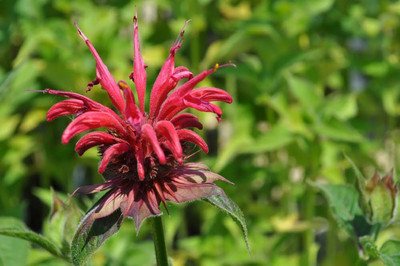 Gardenview Scarlet Bee Balm - Quart Pot - Monarda - Perennial