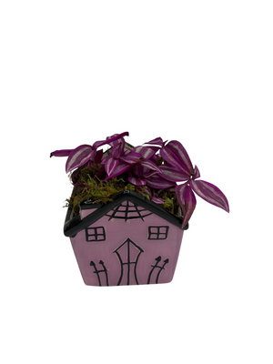 Spooky Purple Haunted House Ceramic Planter with Mystery Live 4" Houseplant