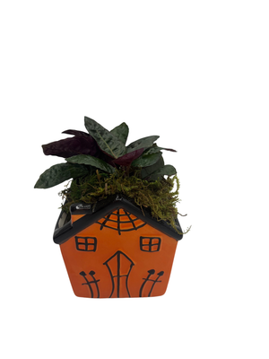 Spooky Orange Haunted House Ceramic Planter with Mystery Live 4" Houseplant