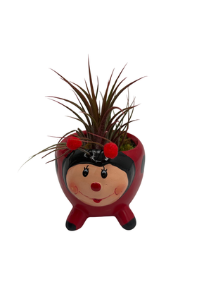Red Ceramic Ladybug Planter plus Live Air Plant - Tillandsia - 3" Pot