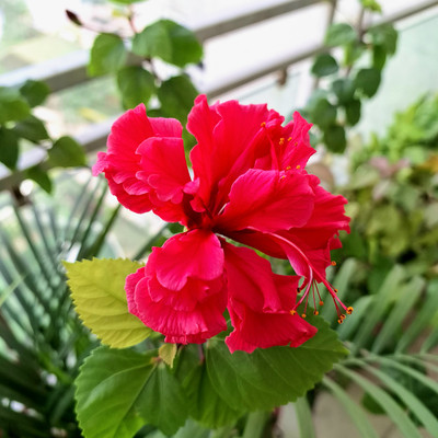 Red Lion's Tail Hibiscus Plant - El Capitola Hibiscus - 4" Pot