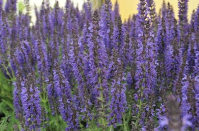 Marcus Dwarf Salvia - Meadow Sage - Deep Dark Purple - Quart Pot - Live Plant