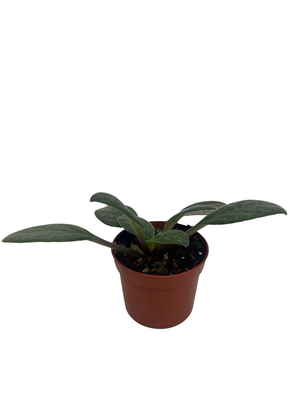 JV's Grey Goose Asian Violet - Primulina - House Plant - 2.5" Pot