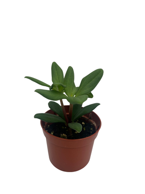 Peperomia kimnachii - Rare Trailing Houseplant - 2.5" Pot
