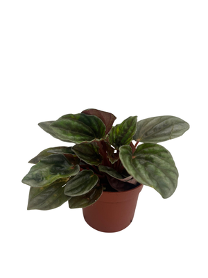 Santiago Peperomia - Peperomia caperata - Houseplant - 2.5" Pot