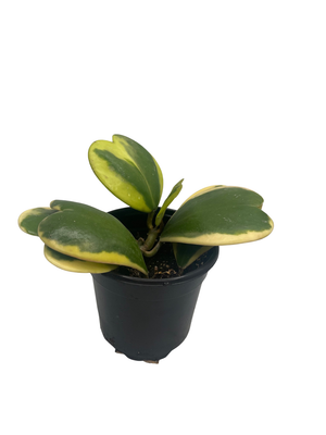 Variegated Hoya Kerrii Albo - Sweetheart Hoya - Vining Wax Plant - 4" Pot