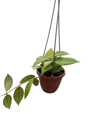 Callistophylla Hoya - 4" Hanging Basket - Rare Wax Plant - Vining Houseplant