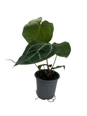 Velvet Leaf Anthurium - Anthurium forgetii - 4" Pot