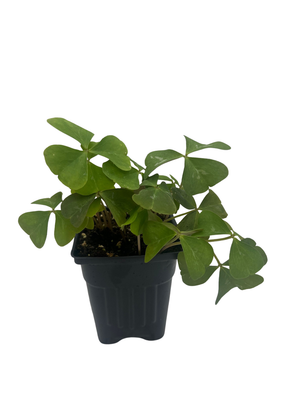 Silver Streak Shamrock Plant - Fanny Oxalis - Houseplant - 4" Pot
